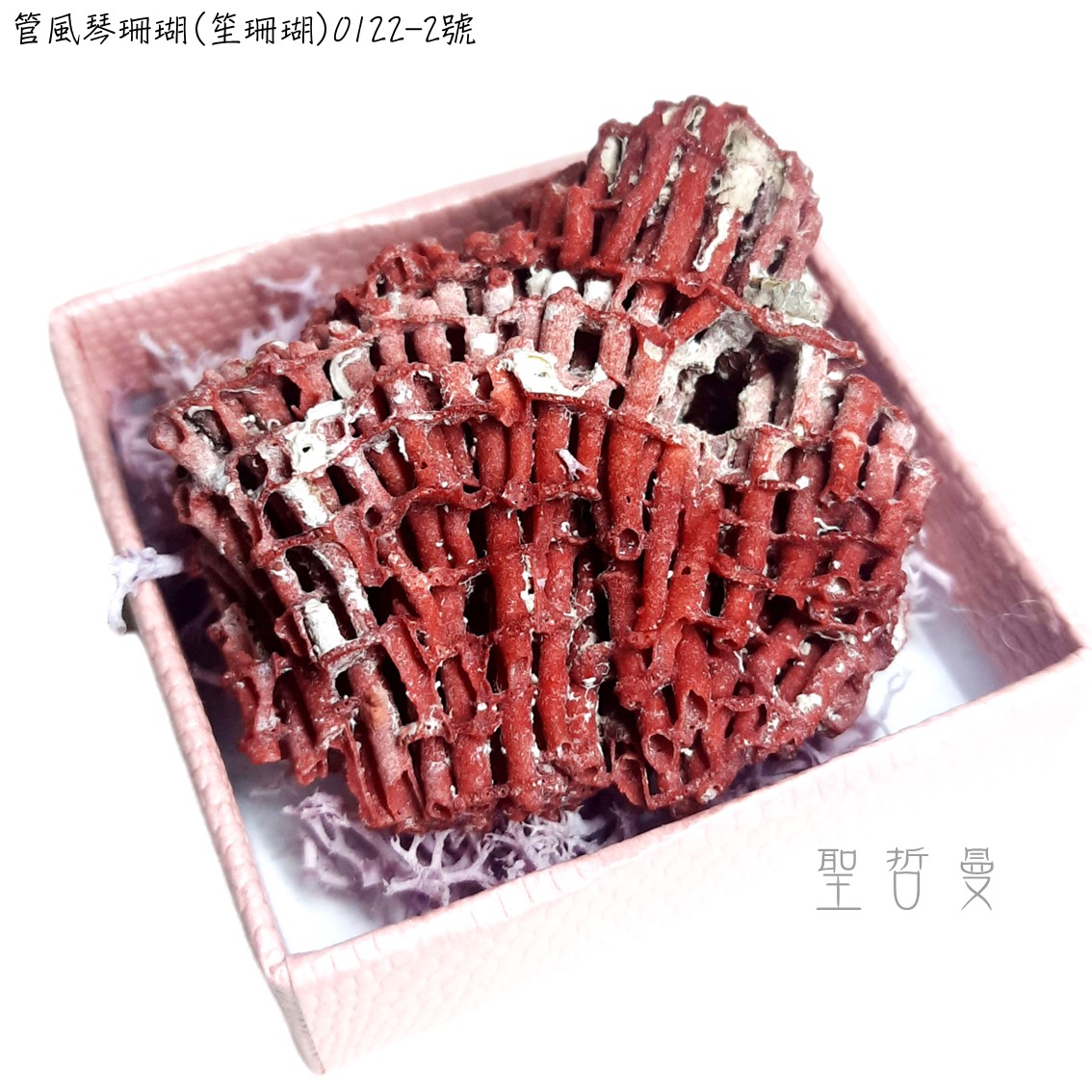 管風琴珊瑚(笙珊瑚)0122-2號-天然紅珊瑚礁簇海洋礦物晶體標本