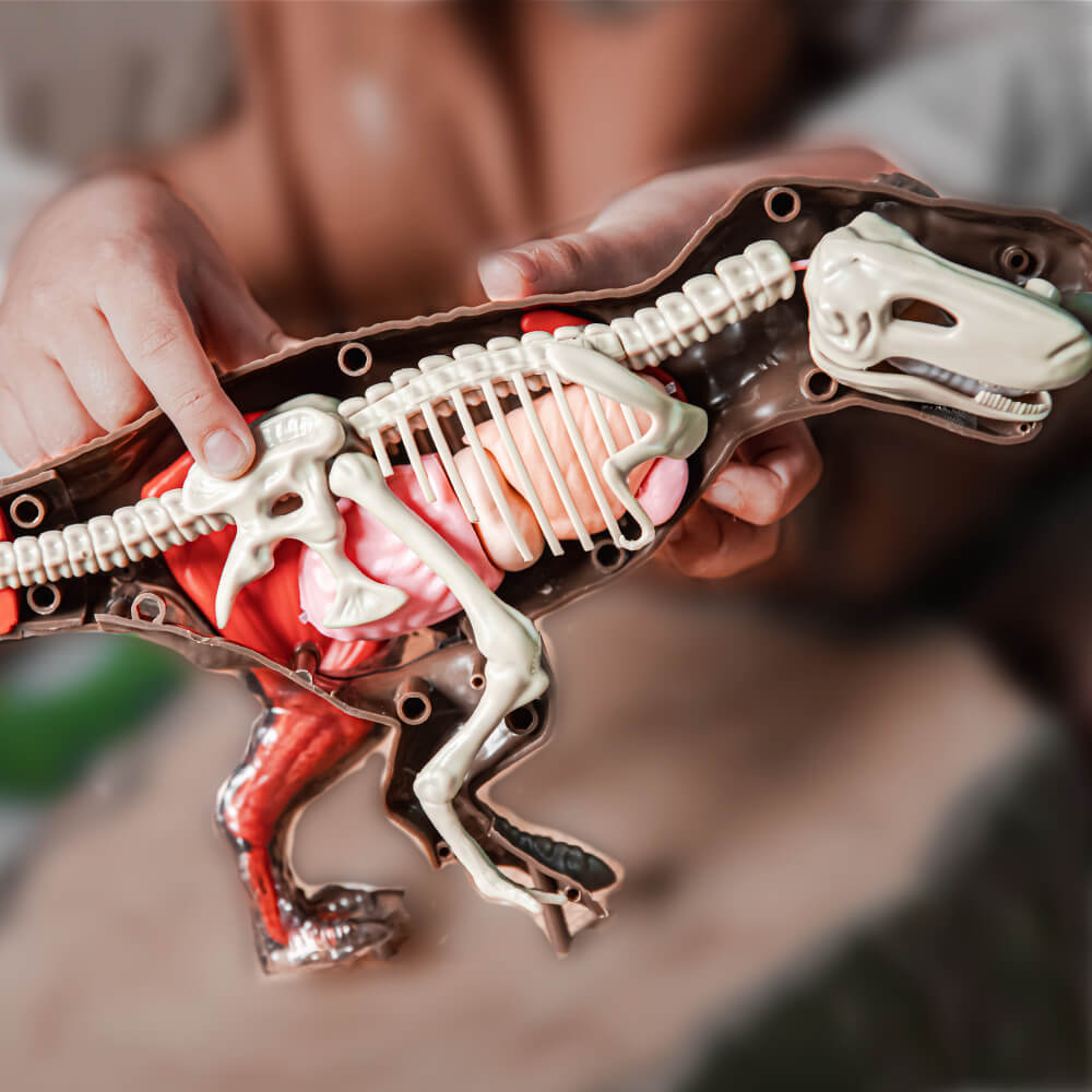 Discovery Mindblown】超擬真暴龍解剖模型組