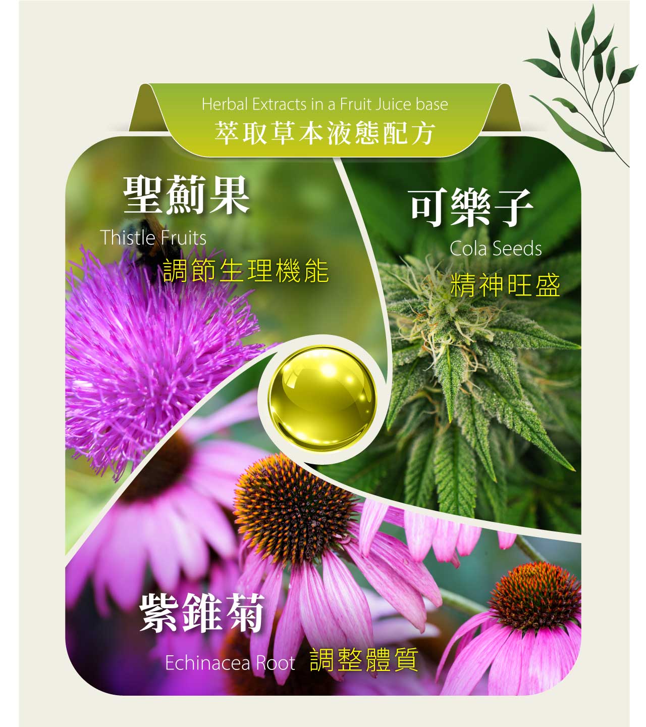 聖薊果Herbal Extracts in a Fruit Juice base萃取草本液態配方可樂子Thistle FruitsCola Seeds調節生理機能精神旺盛紫錐菊Echinacea Root 調整體質