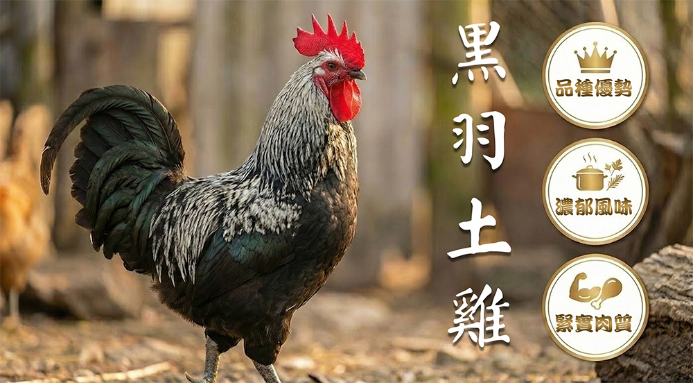 黑羽土雞雞腿排-氣炸人生