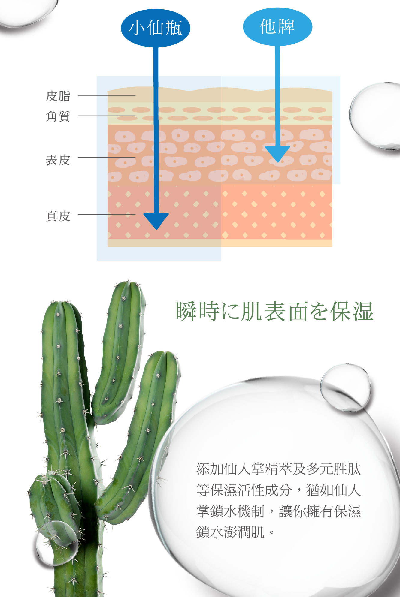 保濕小仙瓶 瞬效無瑕水潤精華 補水、鎖水、儲水添加仙人掌精萃，猶如仙人掌鎖水機制，讓您擁有鎖水澎潤肌。瞬效無瑕水潤精華 - VIYA'S薇亞絲專業保養品