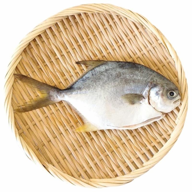 【一夫水產】產銷履歷黃金鯧-廠商直送