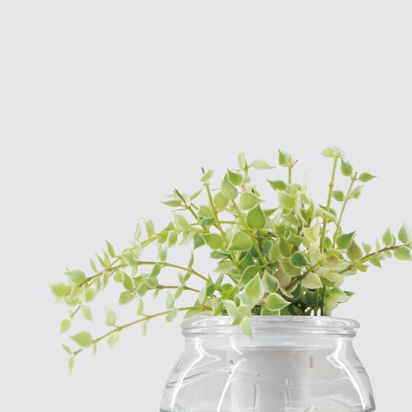 【森多】百萬心/蘿藦科/小型植栽/植物 [玻璃系列] -廠商直送