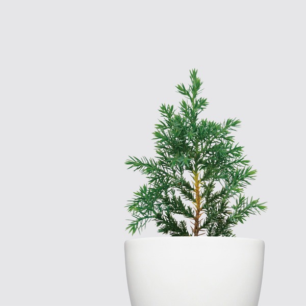 【森多】聖誕柏/柏木科/小型植栽/植物 [犀力系列] -廠商直送