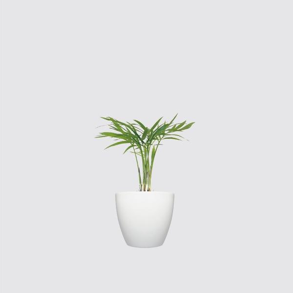 【森多】袖珍椰子/棕櫚科/小型植栽/植物 [犀力系列] -廠商直送