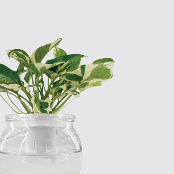 【森多】日本白金葛/天南星科/小型植栽/植物 [玻璃系列] -廠商直送