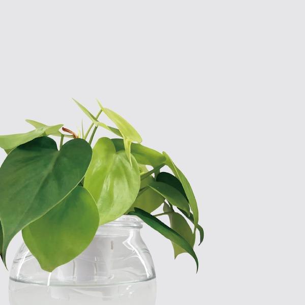 【森多】心葉蔓綠絨/天南星科/植物 [玻璃系列] -廠商直送