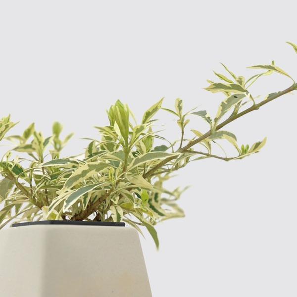 【森多】斑葉梔子花/茜草科[方盆系列] -廠商直送