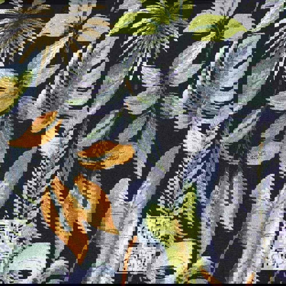 【挑戰最低價】棉布 4251-1-5 (碼)