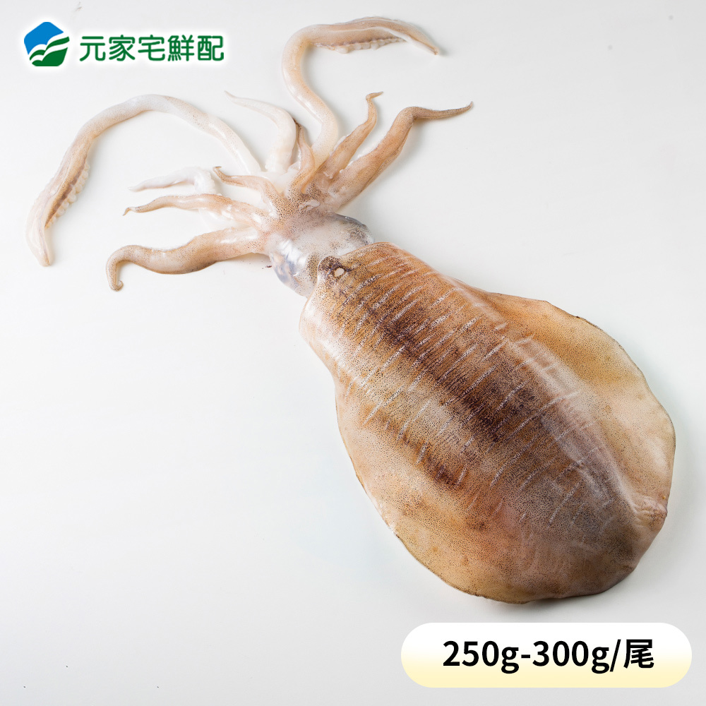 【海鮮小知識】魷魚、花枝、透抽、軟絲傻傻分不清？ | 元家宅鮮配