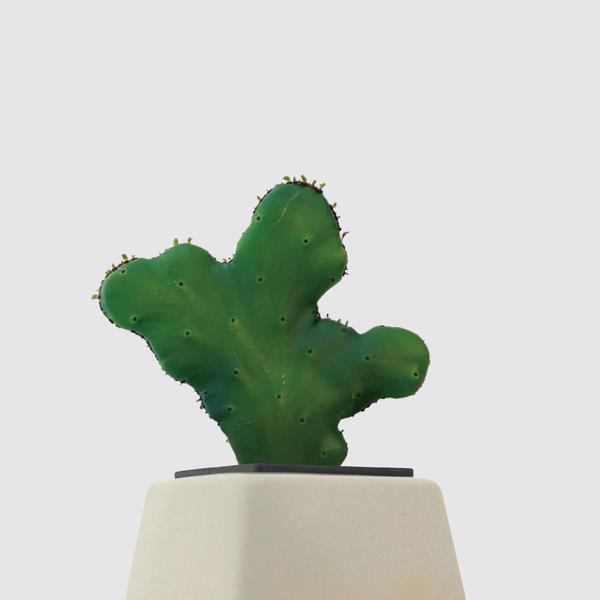 【森多】珊瑚大戟/大戟科/小型植栽/植物 [方盆系列] -廠商直送
