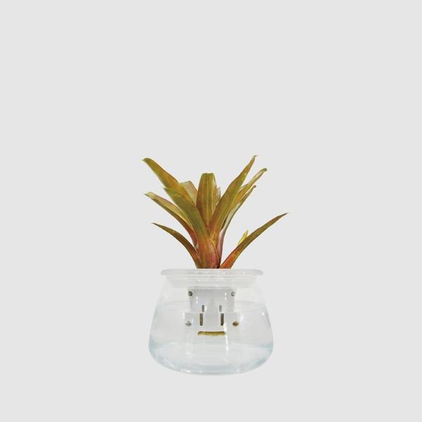 【森多】積水鳳梨/鳳梨科/小型植栽/植物 [玻璃系列] -廠商直送