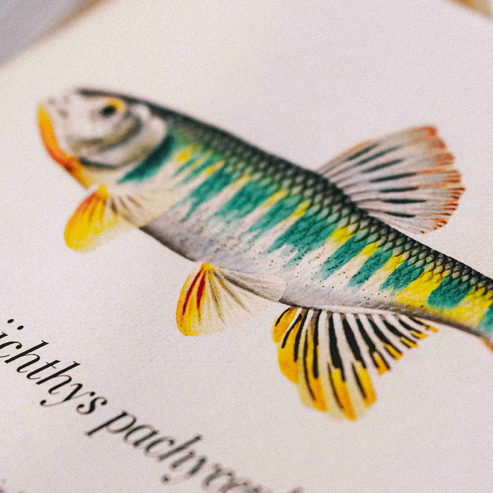 RONIN Fishing 漁人專屬圖鑑藝術畫魚畫畫框拓印手繪魚類畫