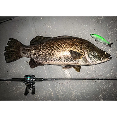 DAIWA BLACK LABEL TRAVEL C70MH-5 海水路亞多節竿5P