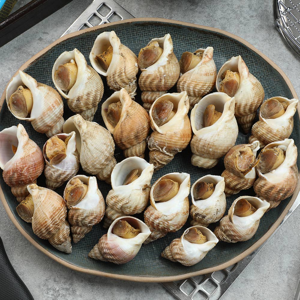 英國野生熟凍帶殼海螺1KG｜MACDUFF大西洋峨螺翡翠螺15-35與30-50雙規格