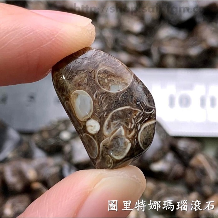 圖里特娜瑪瑙滾石(Agate Turritella) ~土元素，療癒地球母親，穩定氣場