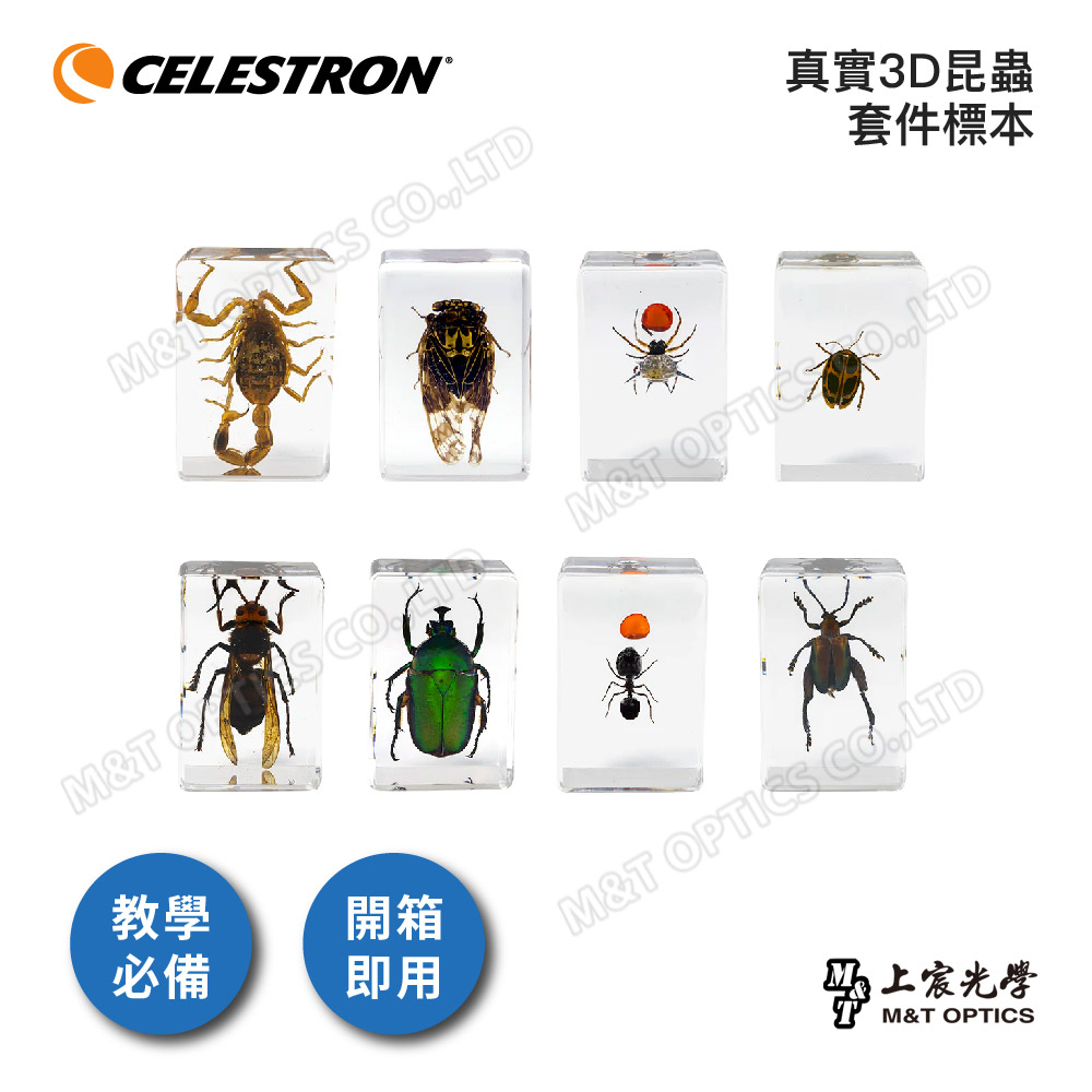 CELESTRON 真實3D昆蟲套件標本（上宸光學台灣總代理）