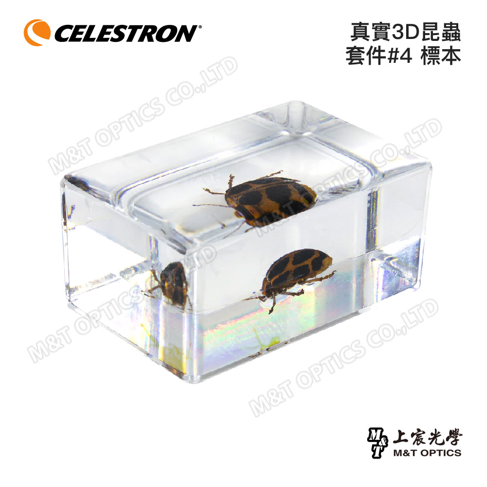 CELESTRON 真實3D昆蟲套件標本（上宸光學台灣總代理）