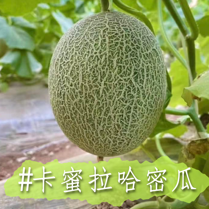 【94女王】卡蜜拉哈密瓜_0