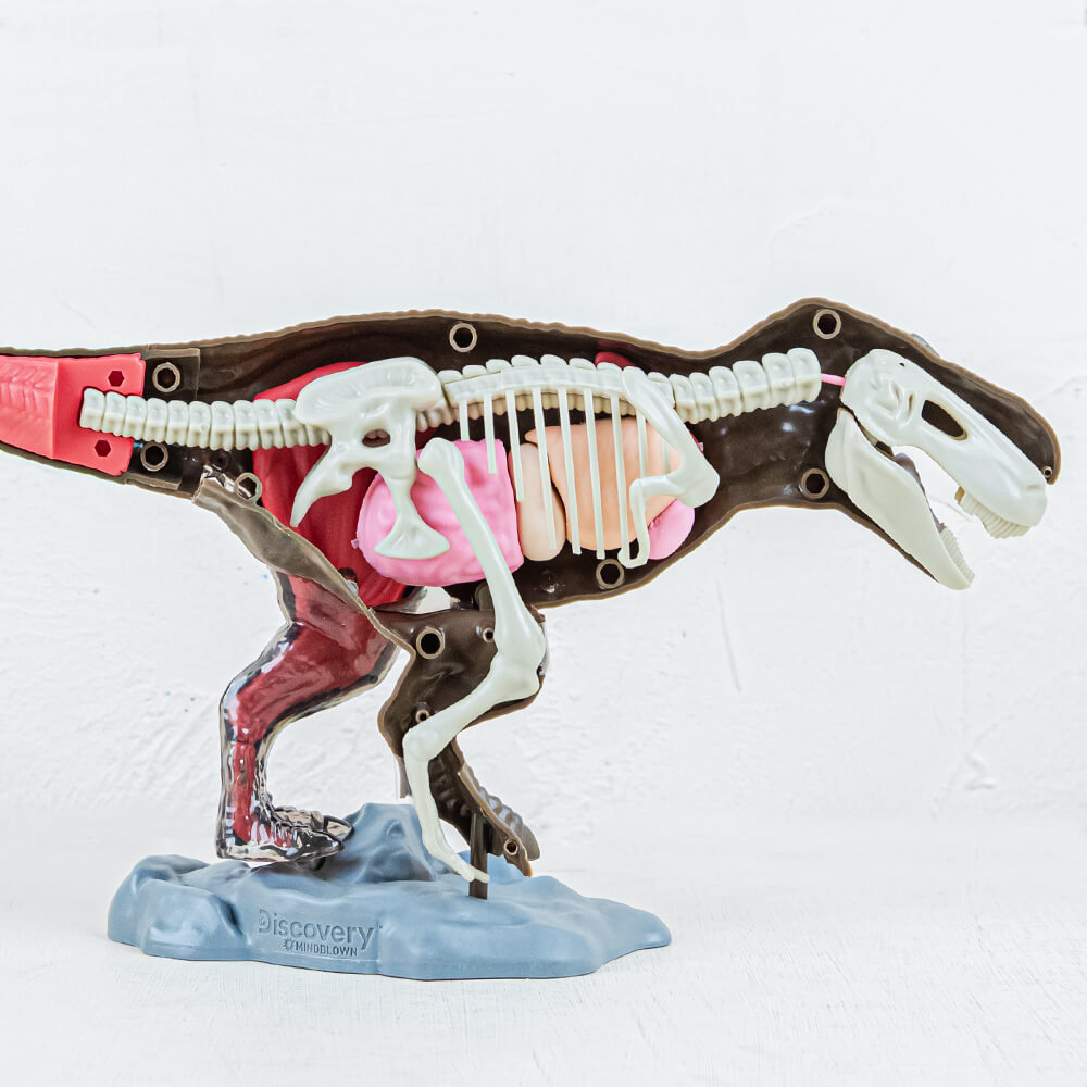 Discovery Mindblown】超擬真暴龍解剖模型組
